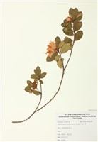 藏品(南澳杜鵑)的圖片